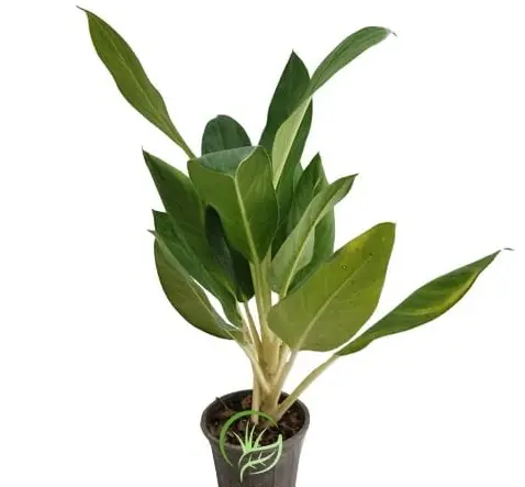 عکس گل آگلونما طلایی