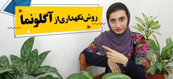 عکس گل آگلونما طلایی