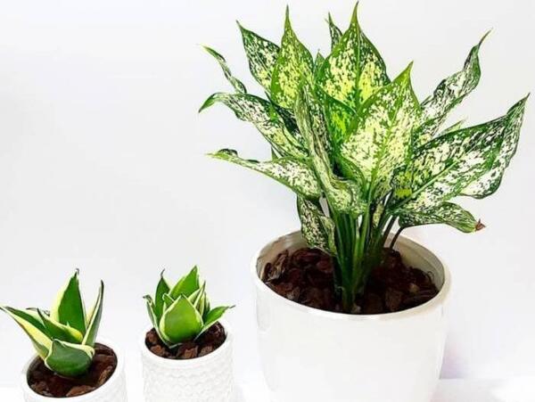 عکس گل آگلونما طلایی