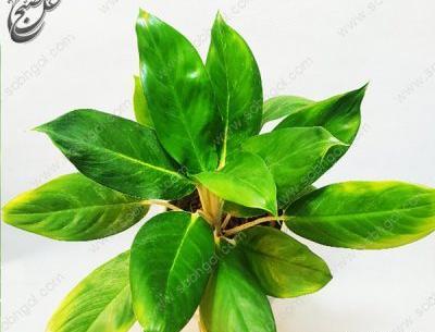عکس گل آگلونما طلایی