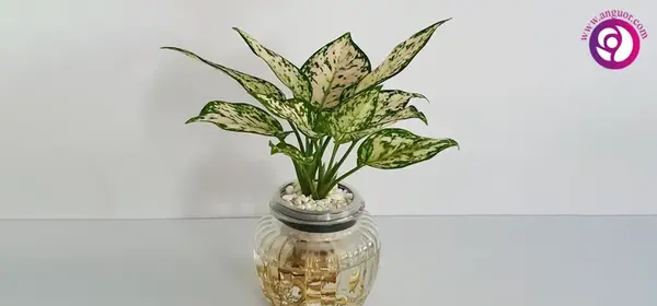 عکس گل آگلونما طلایی