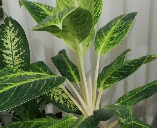 عکس گل آگلونما طلایی