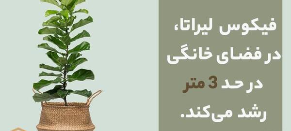 عکس گل فیکوس لیترا