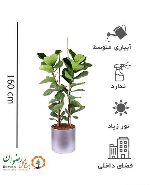 عکس گل فیکوس لیترا