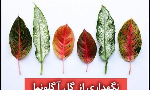 عکس گل آگلونما سفید