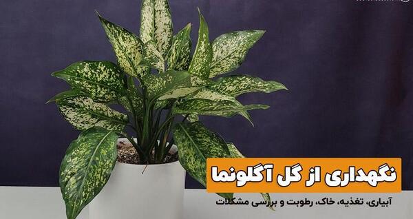 عکس گل آگلونما سفید