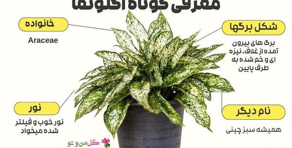 عکس گل آگلونما سفید