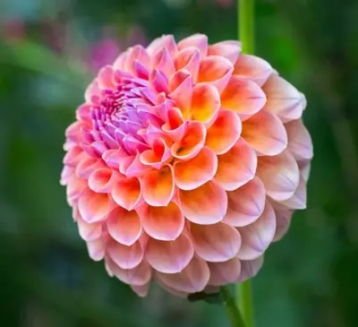 عکس گل های خاص