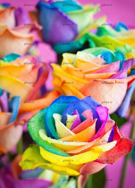 عکس گل های خاص