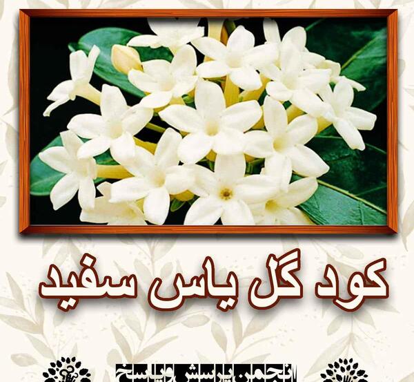 عکس از گل یاس سفید