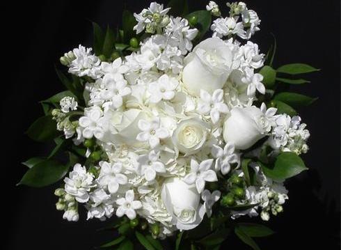 عکس از گل یاس سفید