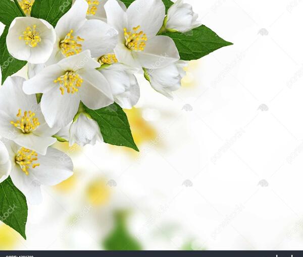 عکس از گل یاس سفید