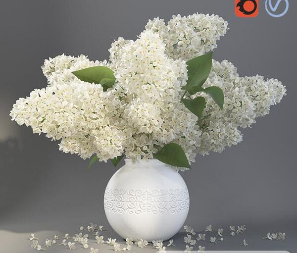 عکس از گل یاس سفید