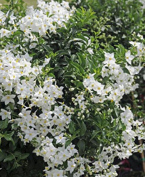عکس از گل یاس سفید