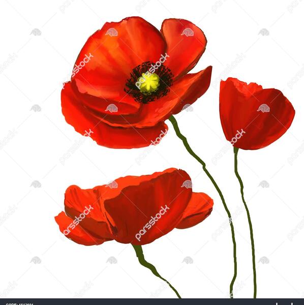عکس گل شقایق برای نقاشی