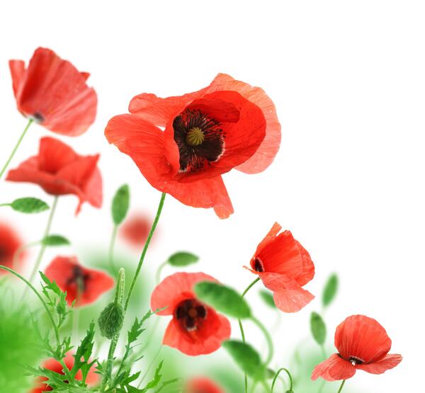 عکس گل شقایق برای نقاشی