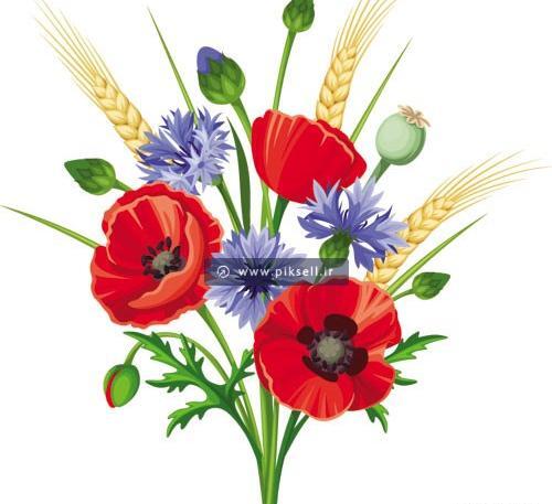 عکس گل شقایق برای نقاشی