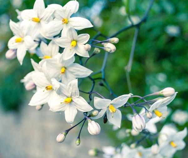 دانلود عکس گل یاس قرمز
