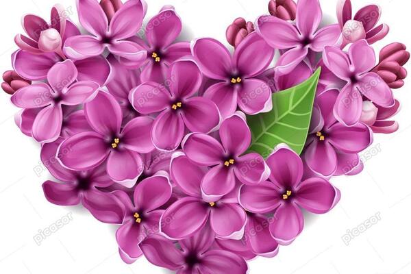 دانلود عکس گل یاس قرمز