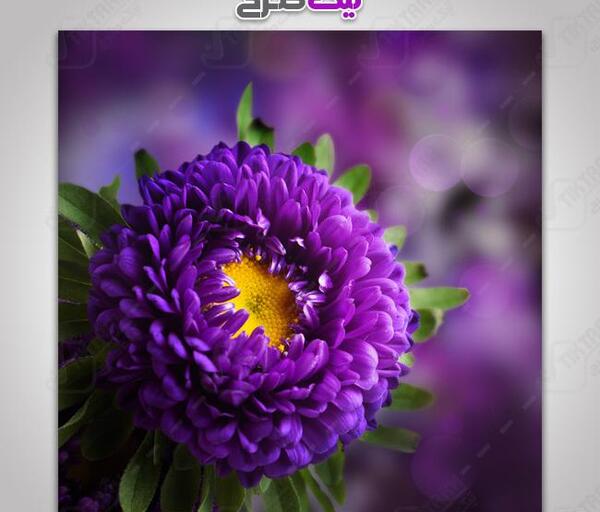 عکس گل داوودی بنفش