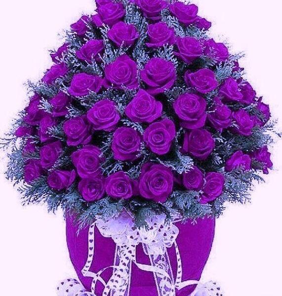 عکس گل داوودی بنفش