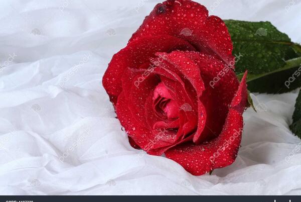 دانلود عکس گل رز ابی و قرمز