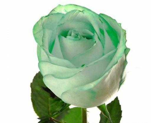 عکس دسته گل رز سبز