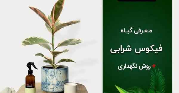 عکس گل فیکوس ابلق