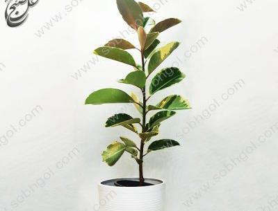 عکس گل فیکوس ابلق