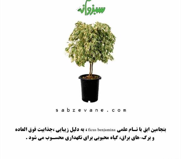 عکس گل فیکوس ابلق