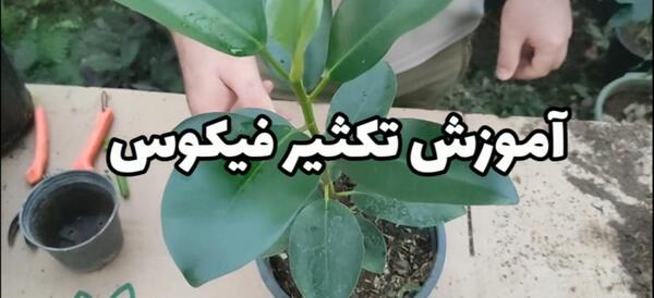 عکس گل فیکوس ابلق