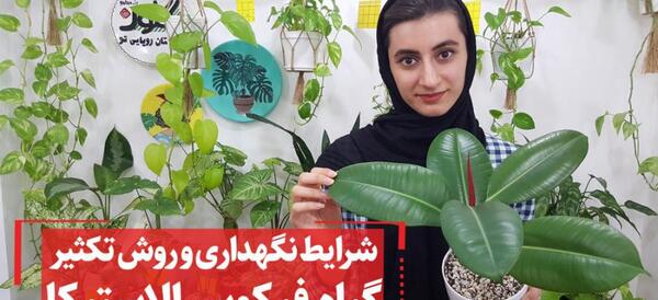 عکس گل فیکوس ابلق