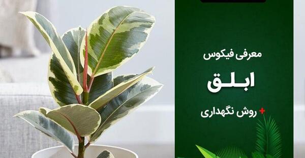 عکس گل فیکوس ابلق