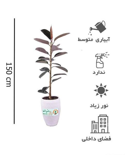 عکس گل فیکوس ابلق