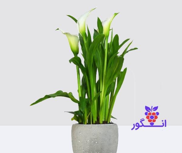 عکس گل شیپوری سفید