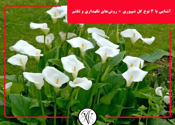 عکس گل شیپوری سفید