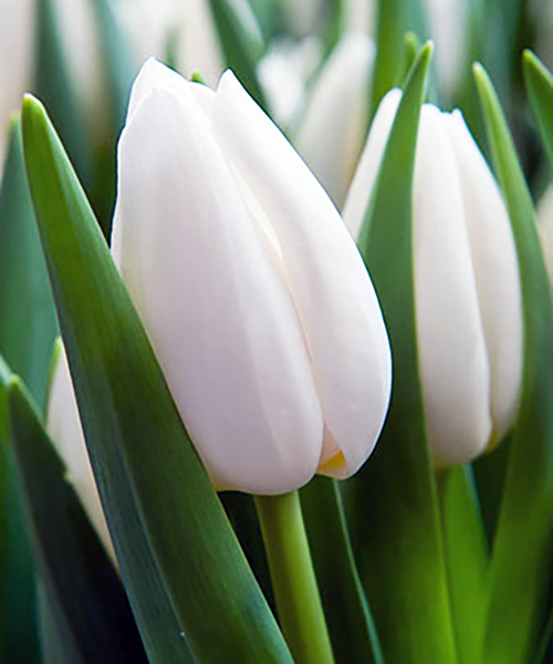 عکس گل شیپوری سفید