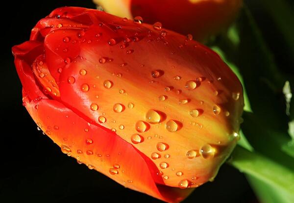 عکس گل شبنم یخی