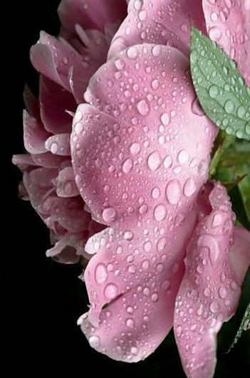 عکس گل شبنم یخی