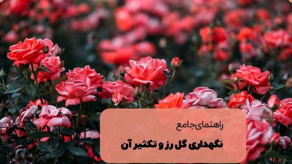 عکس گل شبنم یخی