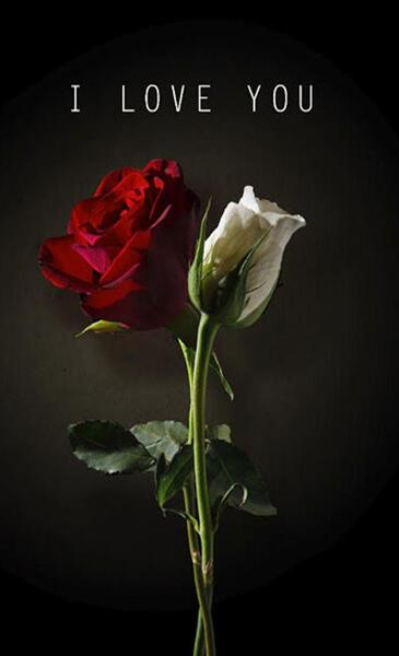 عکس های گل سرخ عاشقانه