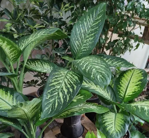 عکس انواع گل دیفن