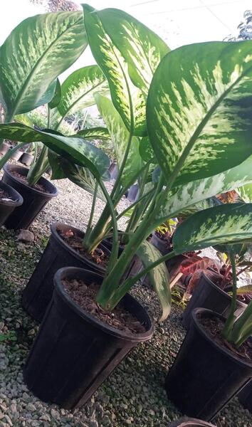 عکس انواع گل دیفن
