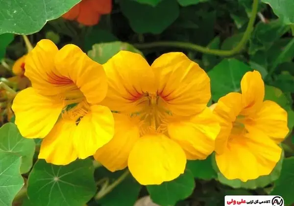 عکس انواع گل لادن