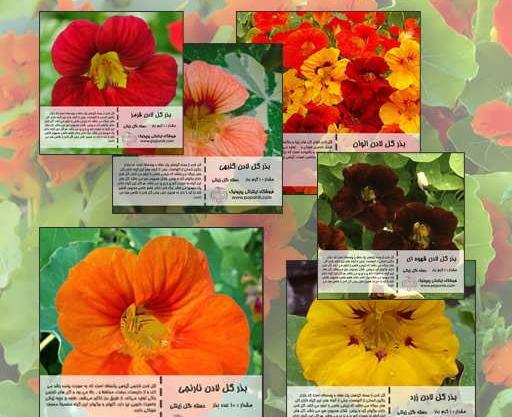 عکس انواع گل لادن