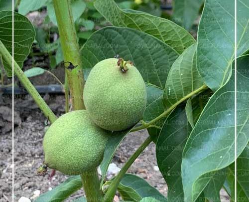 عکس گل گرده افشانی