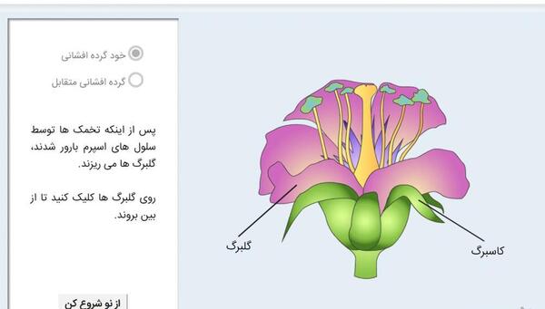 عکس گل گرده افشانی