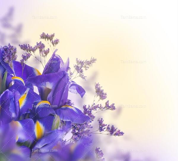 عکس گل و گیاه برای تصویر زمینه