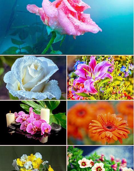 عکس گل و گیاه برای تصویر زمینه