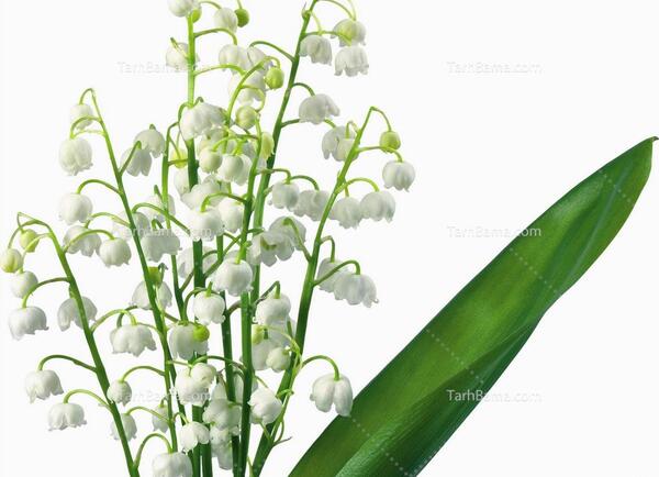 عکس گل و گیاه برای تصویر زمینه